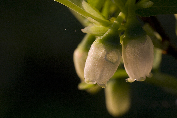 borówka bagienna kwiaty makro