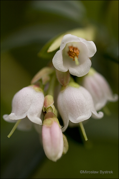 wnętrze kwiatu borówki brusznicy