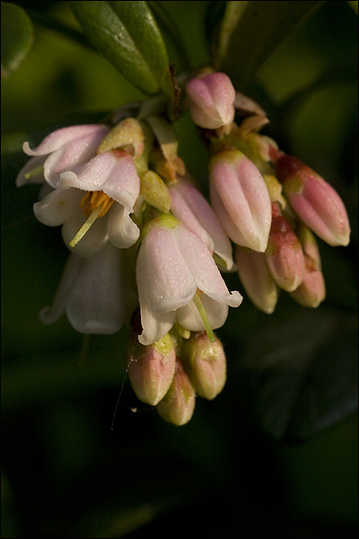 borówka brusznica piękne kwiaty