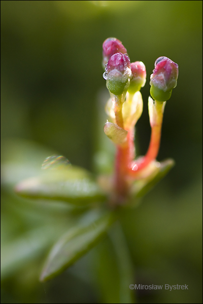 żurawina kwiat makro